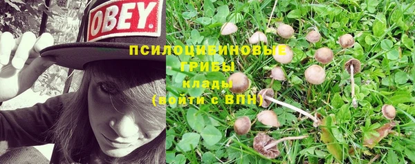 ПСИЛОЦИБИНОВЫЕ ГРИБЫ Горняк